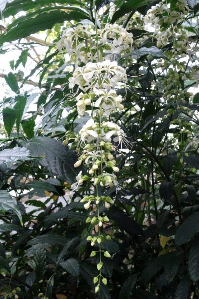 Клеродендрум гладколистный (Clerodendrum laevifolium)