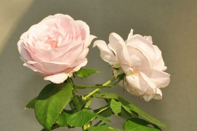 Бурбонская роза сорт 'Comtesse de Barbentane'