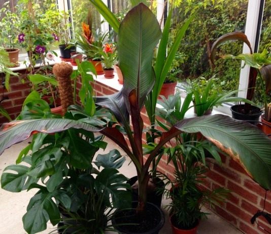 Абиссинский банан, или Энсета вздутая (Ensete ventricosum)