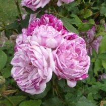 Бурбонская роза сорт 'Honorine-de-Brabant'