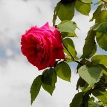 Бурбонская роза сорт 'Madame Isaac Pereire'