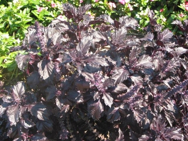 Базилик душистый 'Purple Ruffles' (Ocimum basilicum 'Purple Ruffles')