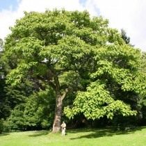 Павловния, или Адамово дерево (Paulownia)