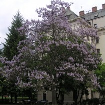 Павловния, или Адамово дерево (Paulownia)