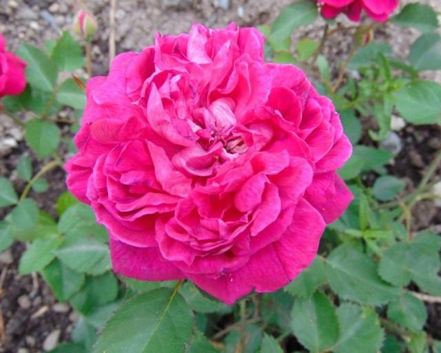 Бурбонская роза сорт 'Eugene de Beauharnais'