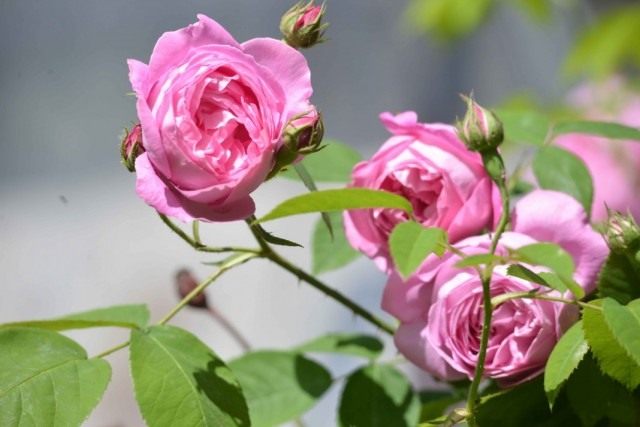 Бурбонская роза сорт 'La Reine Victoria'