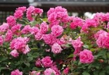 Куст бурбонской розы сорта 'Zepherine Drouhin'