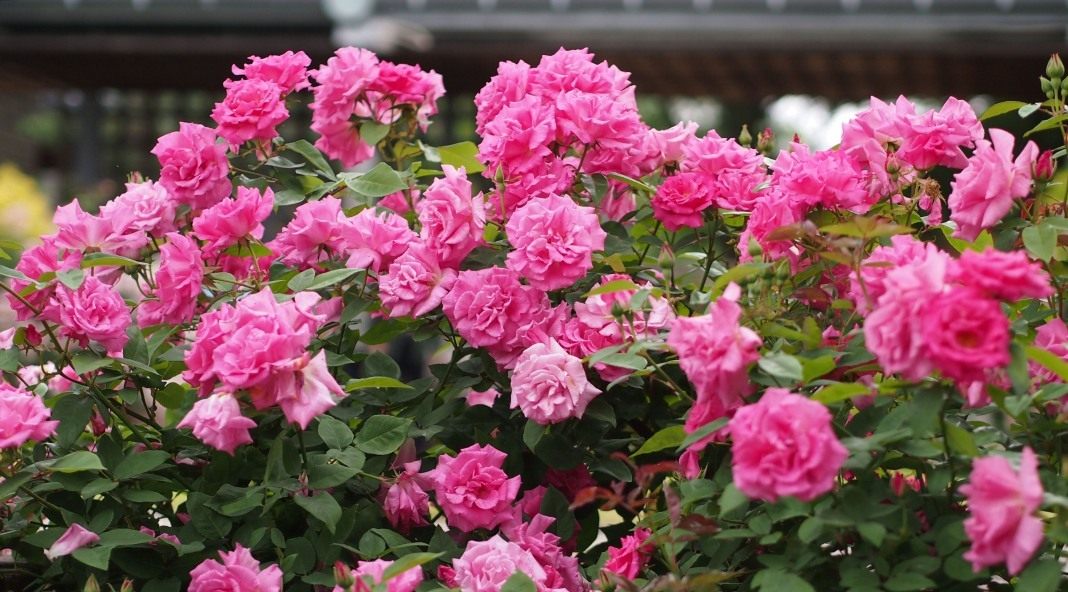 Бурбонские розы — предвестники современных сортов. Сорта, описание,особенности выращивания. Фото — Ботаничка