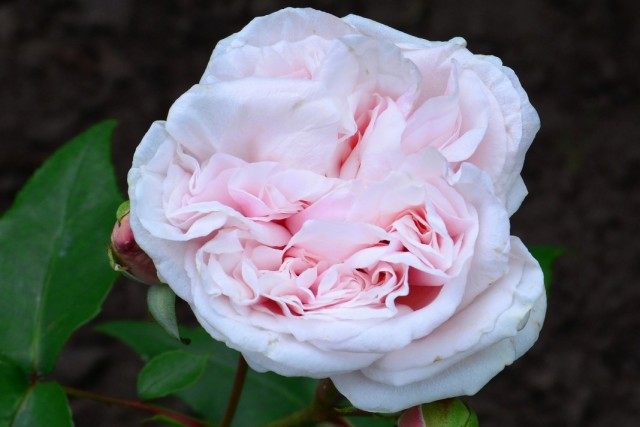 Бурбонская роза сорт 'Souvenir de la Malmaison'