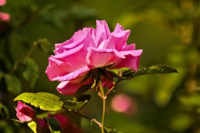 Бурбонская роза сорт 'Zepherine Drouhin'