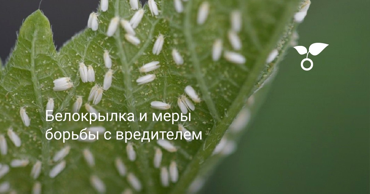 Как избавиться от белокрылки: в теплице, огороде, квартире. Проверенные методы борьбы