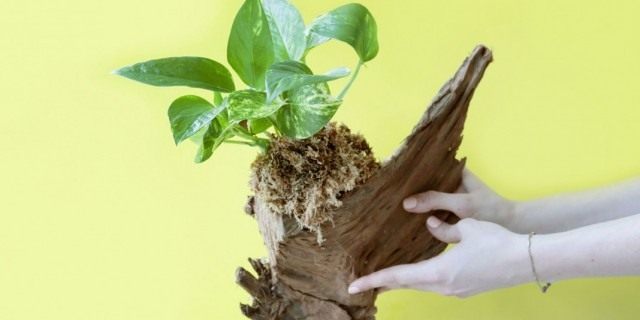 Коряга для выращивания комнатного растения