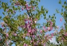 Чингиль (чемыш, шенгил) серебристый (Halimodendron halodendron)