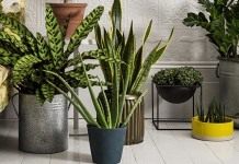 Растения, очищающие воздух