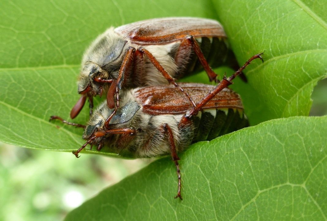 Чем отличается майский жук от июньского жука фото
