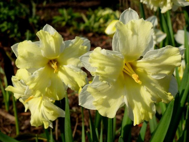 NarcissusCassata-1