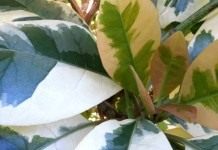 Пизония зонтичная форма вариегата (Pisonia umbellifera f. variegata)