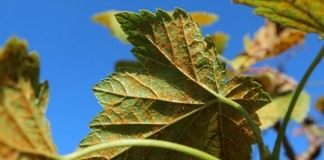Ржавчина на листьях смородины, вызванная грибком Кронарциум смородиновый (Cronartium ribicola)