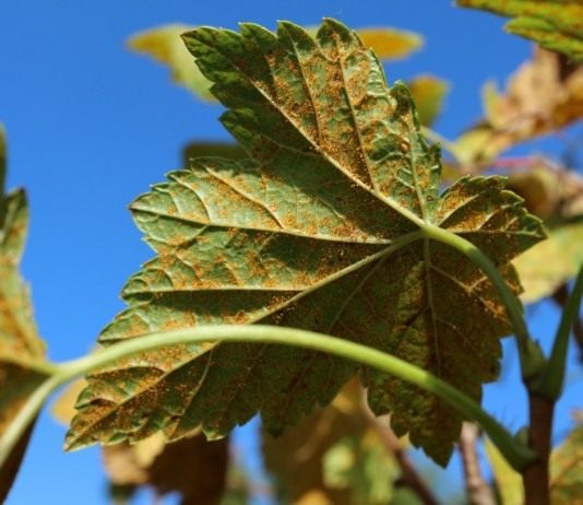 Ржавчина на листьях смородины, вызванная грибком Кронарциум смородиновый (Cronartium ribicola)