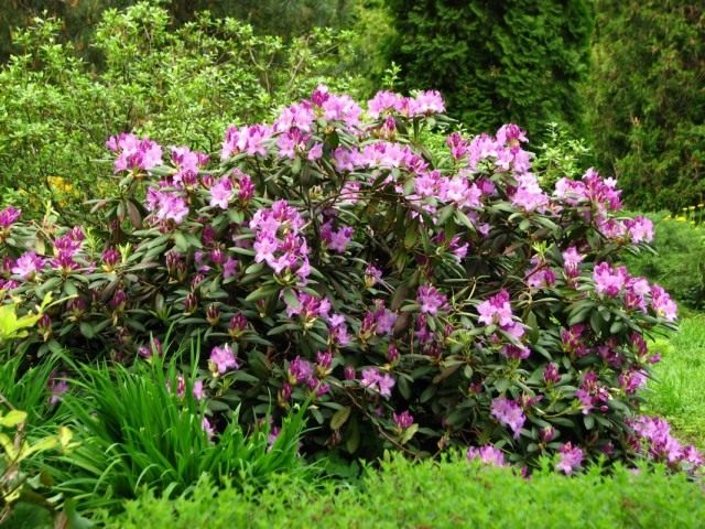 Рододендрон кэтевбинский (Rhododendron catawbiense)