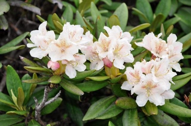 Рододендрон кавказский (Rhododendron caucasicum)