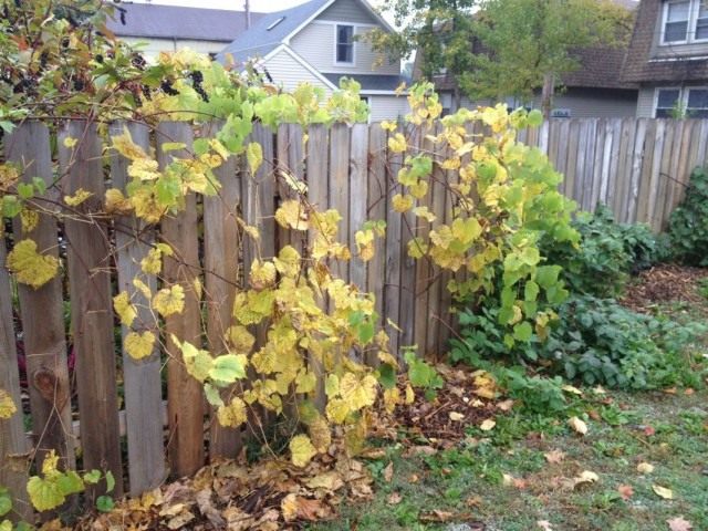 Осенняя подготовка винограда к укрытию