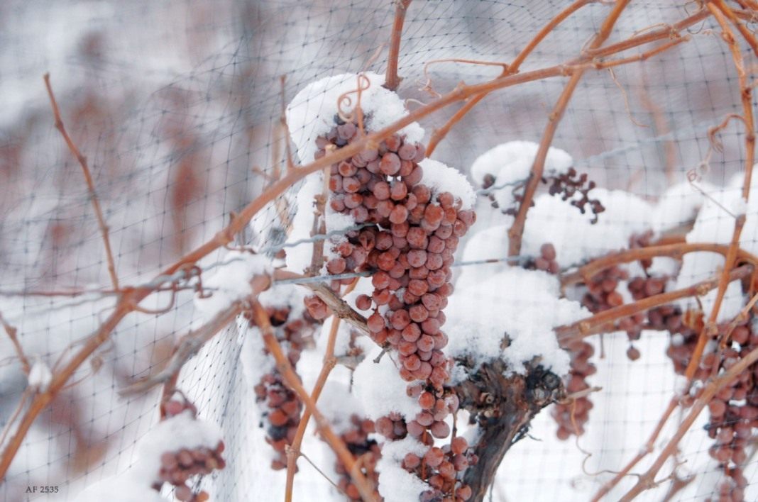 Как укрыть виноград на зиму? Подготовка виноградника к зиме. Фото —Ботаничка