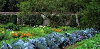 Совместная посадка овощей и цветов, отпугивающих насекомых вредителей