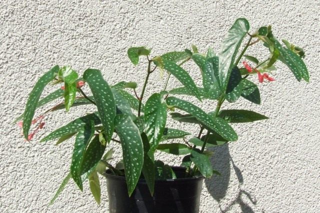 Бегония белоточечная (Begonia albopicta)
