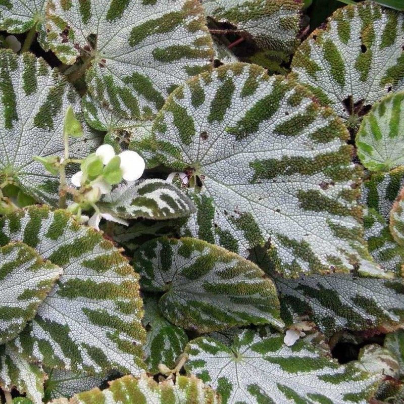 Begonia-imperialis-Silver-Jewel-1