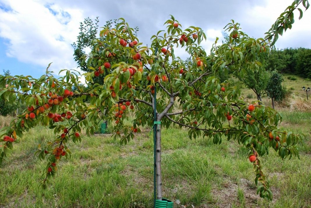 Персик — выращивание и уход. Посадка, размножение, защита. Сорта дляразличных регионов. Фото — Ботаничка
