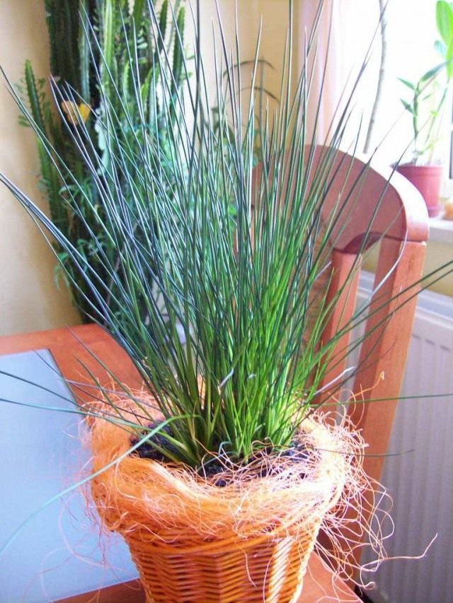 Ситник развесистый «Карандашная трава» (Juncus effusus 'Pencil Grass')