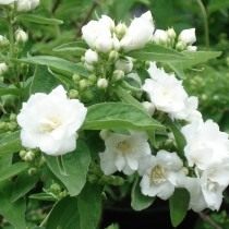 Чубушник «Белый букет» или «Буке Бланш» (Philadelphus 'Bouquet Blanche')