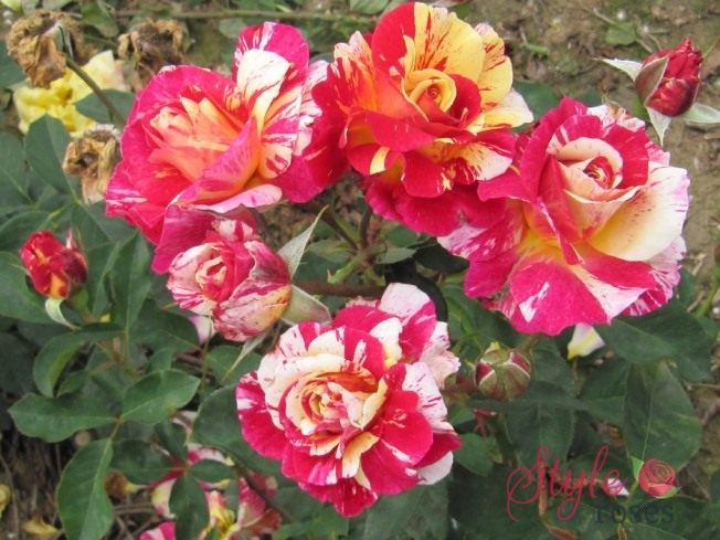 Rose-Maurice-Utrillo-3