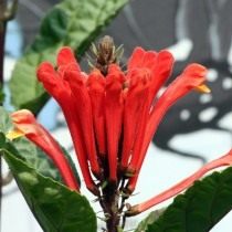 Шлемник костариканский (Scutellaria costaricana)