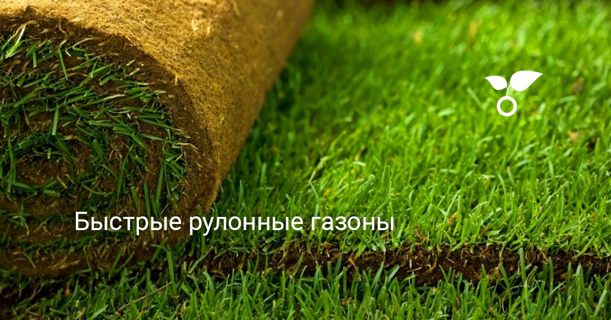 Быстрые рулонные газоны. Выбор, подготовка, укладка своими руками, уход ...