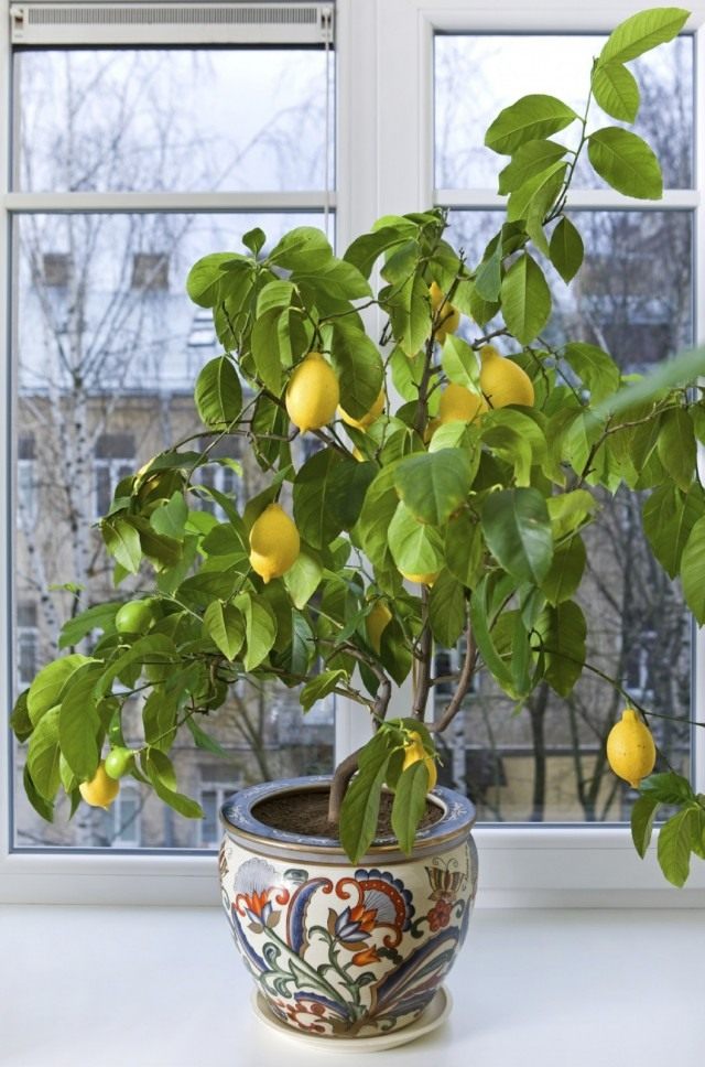 Лимон (Citrus limon)
