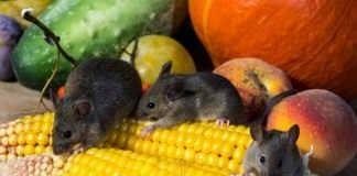 Мыши — грызуны вредители