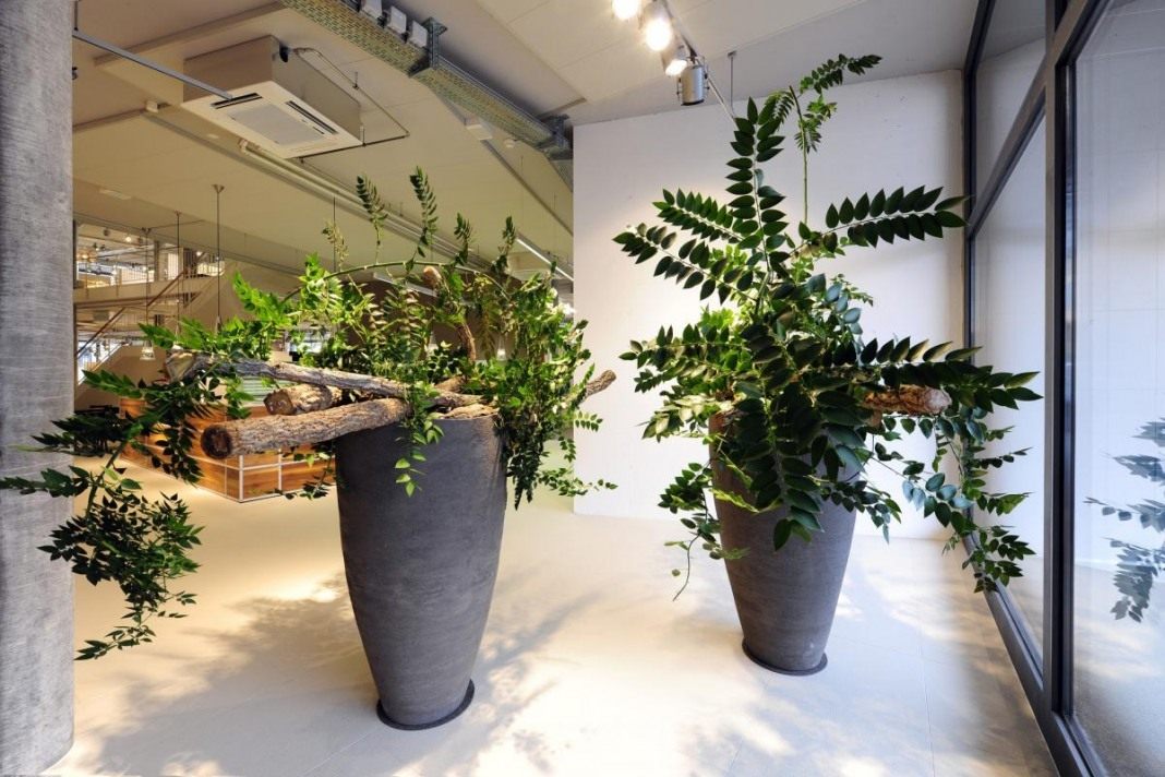 Купить растения в офис клубника маракуйя