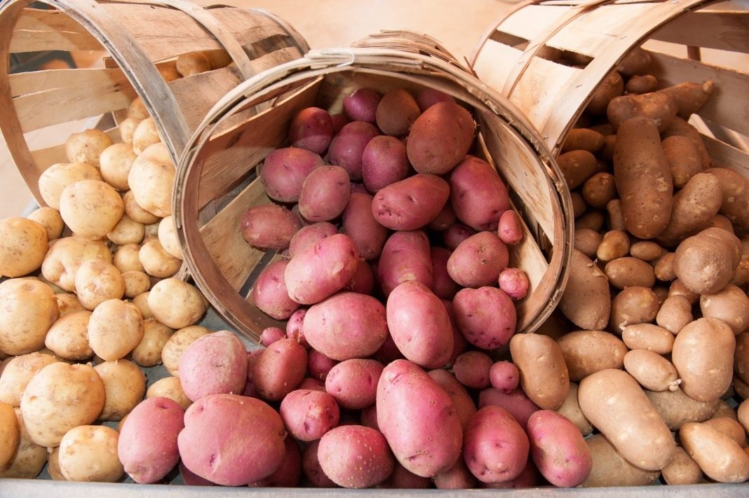 Как правильно хранить картофель? Условия, температура, сроки. Фото —Ботаничка