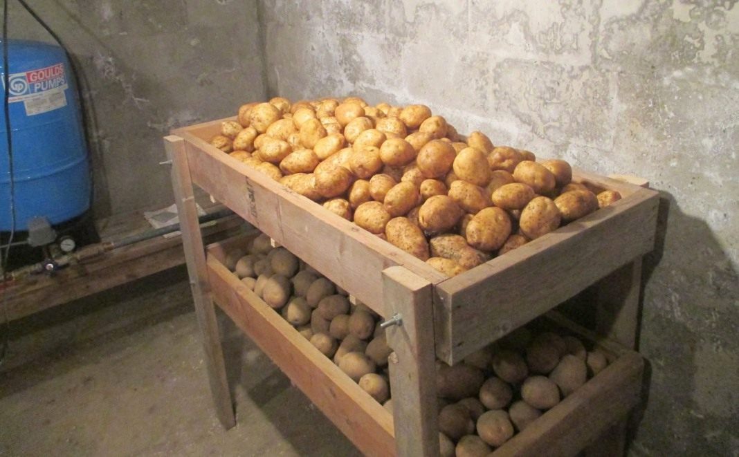 Как правильно хранить картофель? Условия, температура, сроки. Фото —Ботаничка