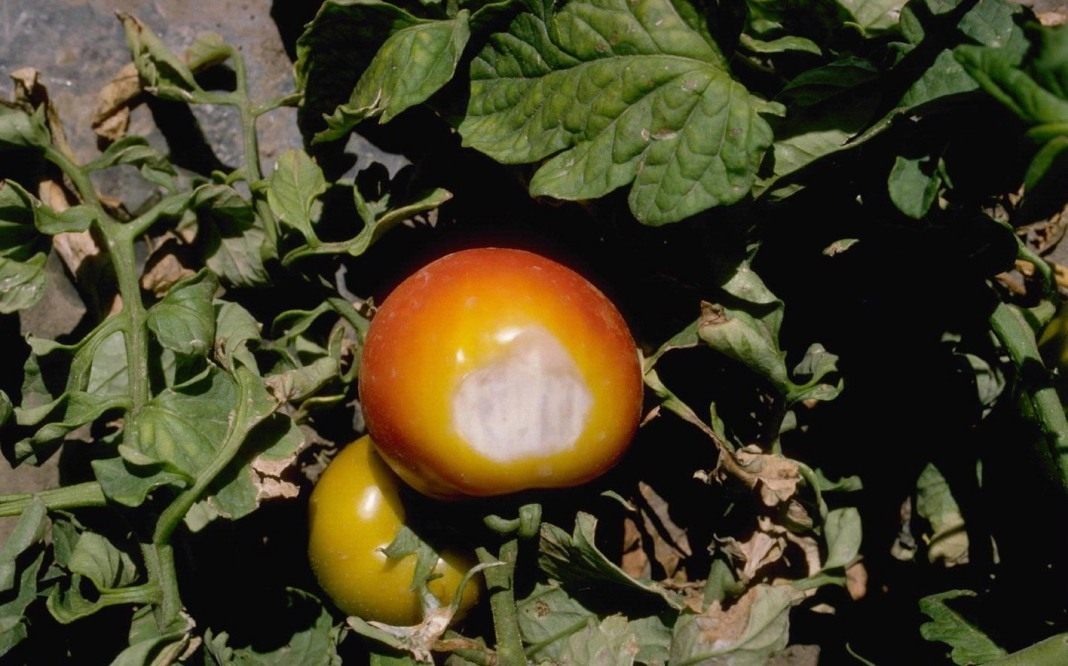 Распространенные заболевания томатов. Определение болезни, защита, борьба илечение. Фото — Ботаничка