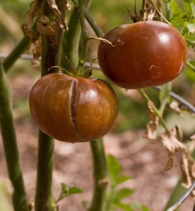 Растрескивание плодов томата из-за переувлажнения