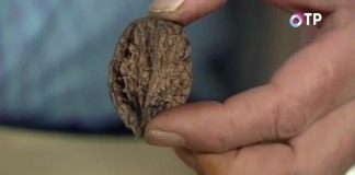 Маньчжурский орех