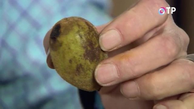 Околоплодник маньчжурского ореха