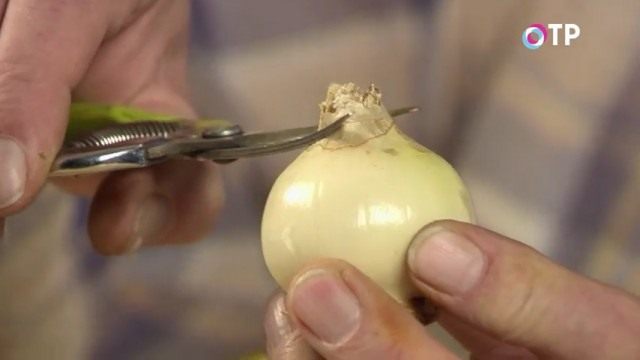 Срезаем верхнюю часть луковицы