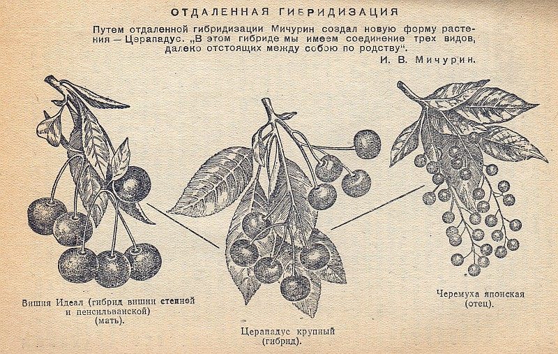 Церападус и падоцерус — гибриды черемухи и вишни. Описание, сорта. Посадка,выращивание, уход. Фото — Ботаничка