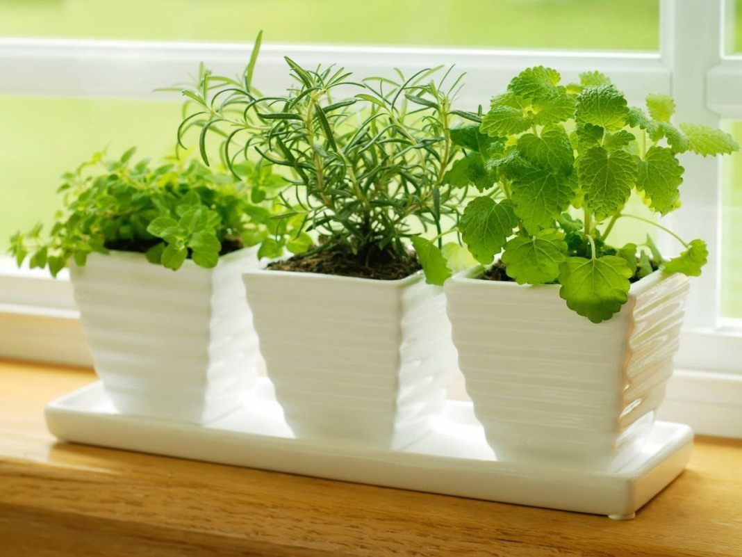 Почему стоит выращивать зелень на подоконнике