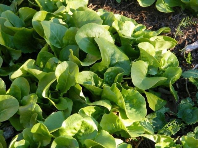 Латук посевной, или Салат латук (Lactuca sativa)