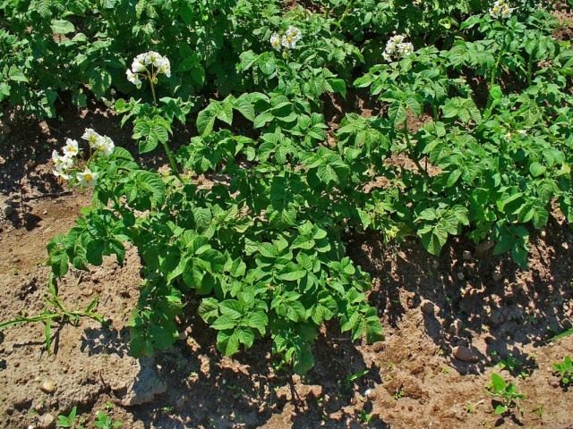 Картофель, или Паслён клубненосный (Solanum tuberosum)